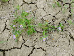 Image of Convolvulus humilis Jacq.