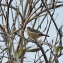 Image of Burnished-buff Tanager