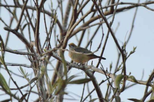 Image of Burnished-buff Tanager