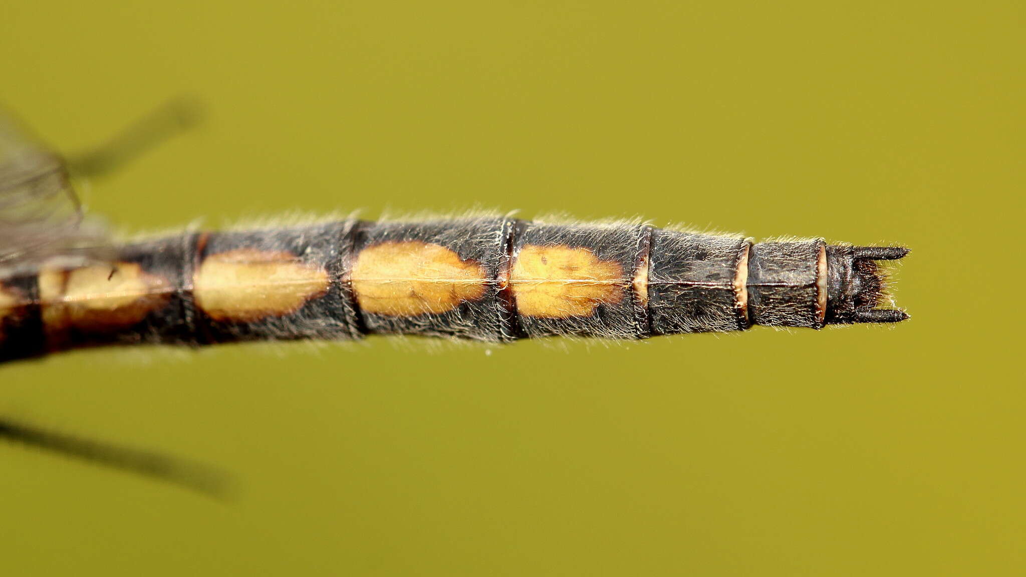 Image of Boreal Whiteface