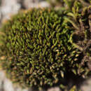 Image of straw bristle-moss