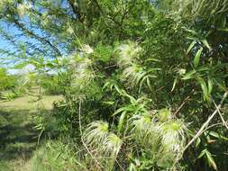 Image of Clematis bonariensis Juss. ex DC.