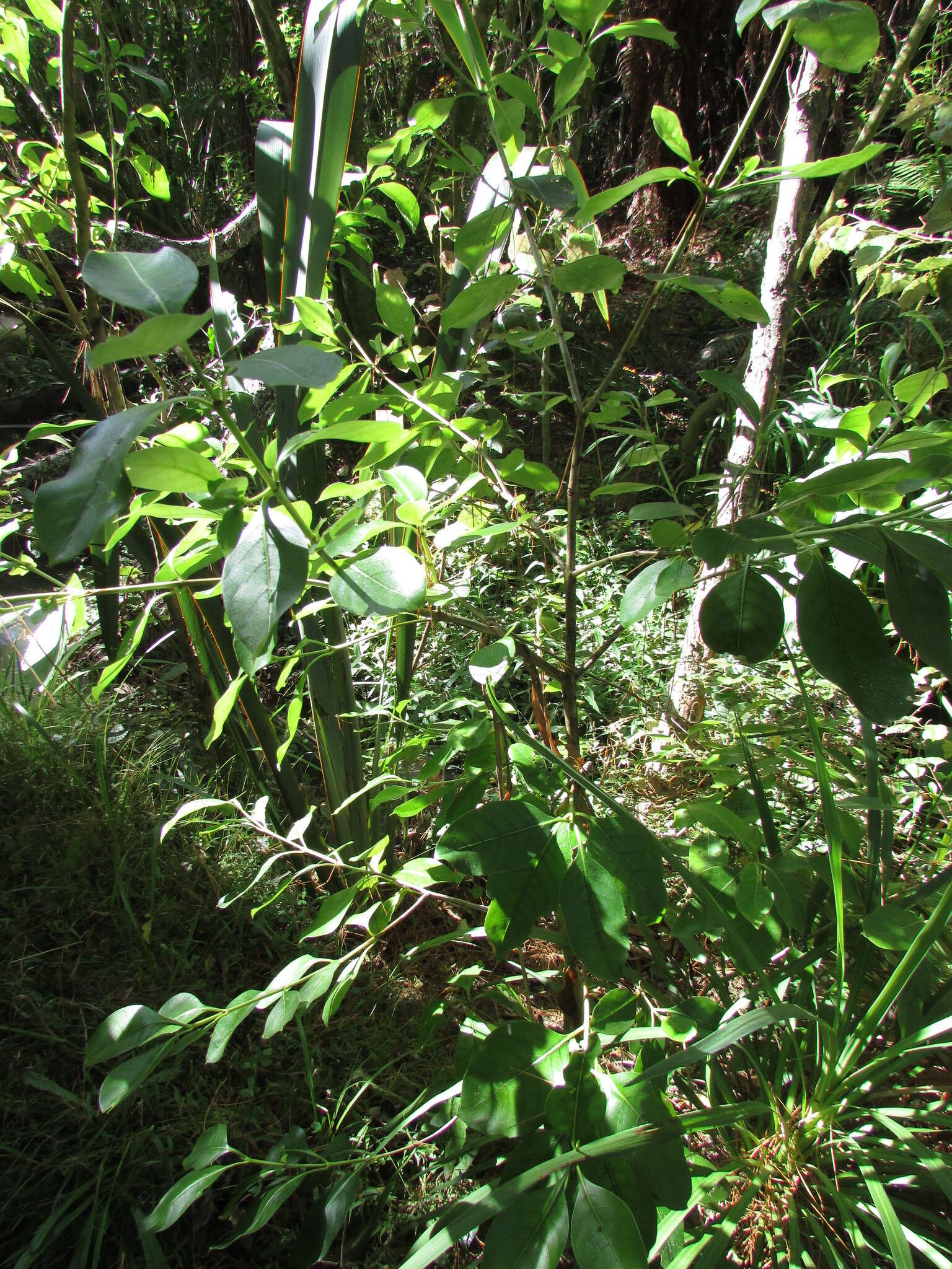 Image of Coprosma macrocarpa Cheeseman