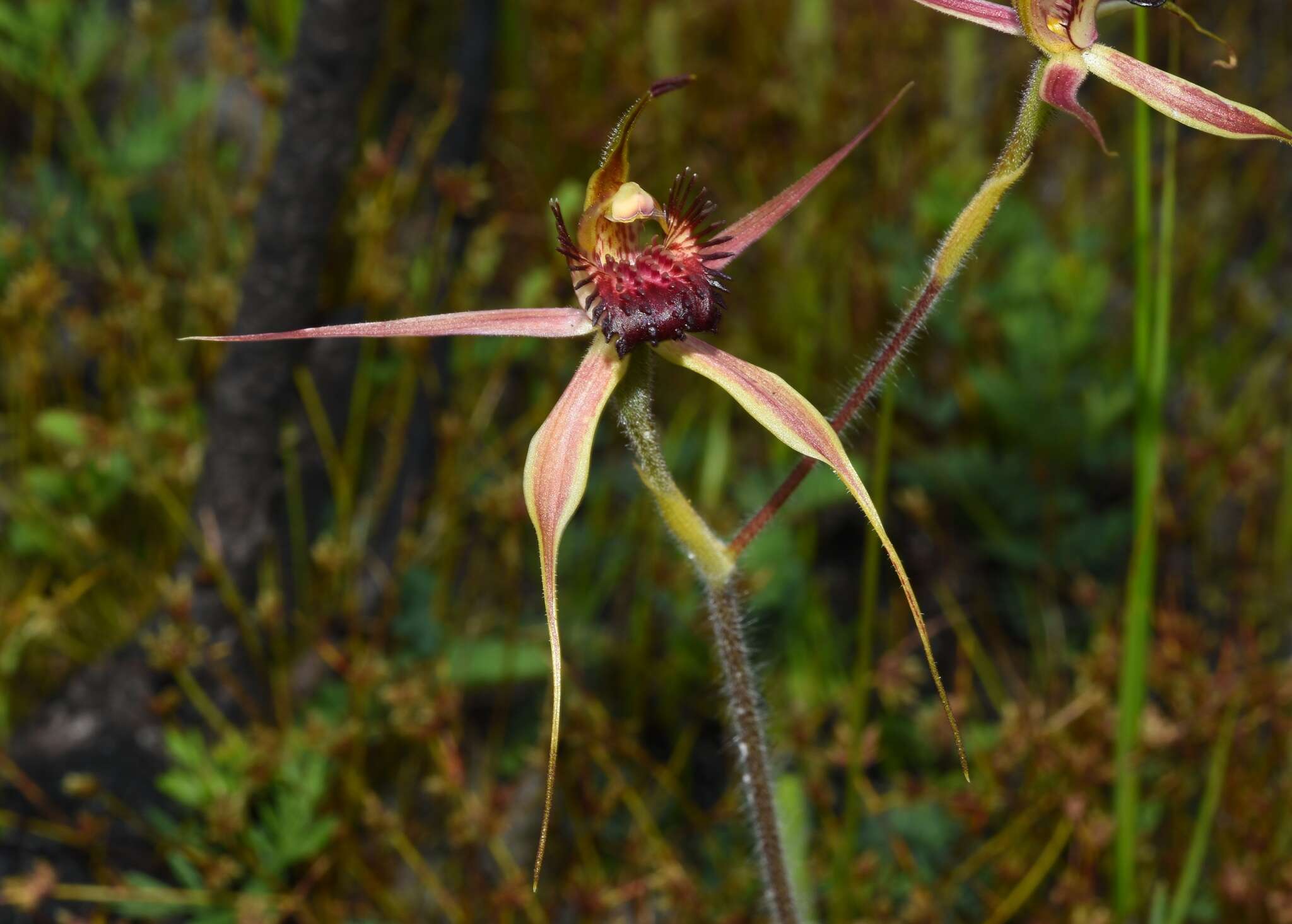 Image of Swamp spider orchid