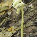 Image of Monotropa hypopitys L.