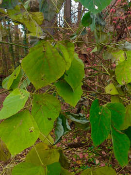 Слика од Pueraria montana var. lobata (Willd.) Sanjappa & Pradeep