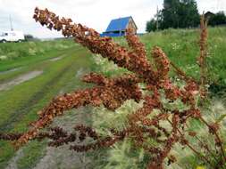 Image de Rumex stenophyllus Ledeb.