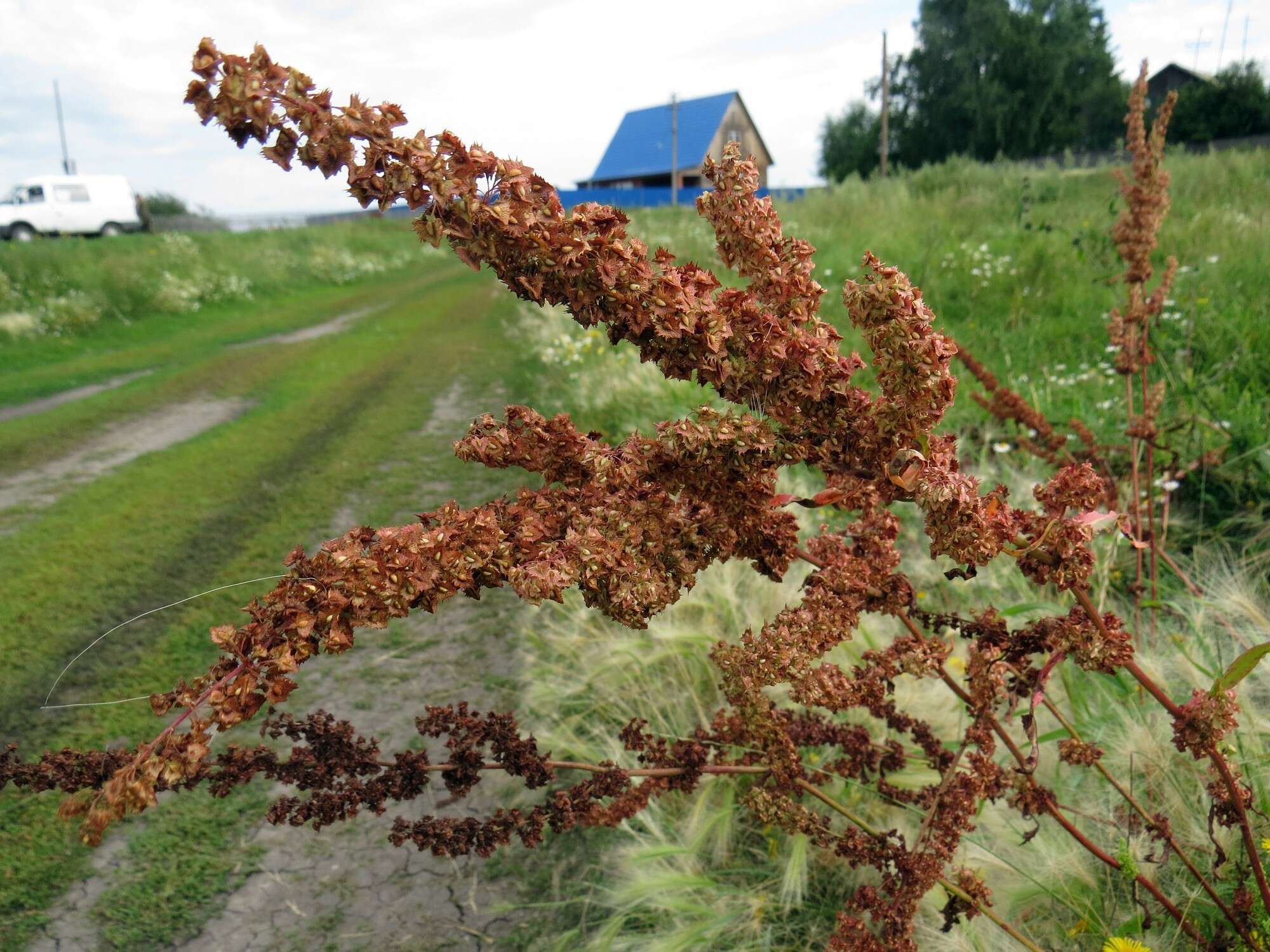 Image de Rumex stenophyllus Ledeb.