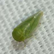 Image of Leafhopper