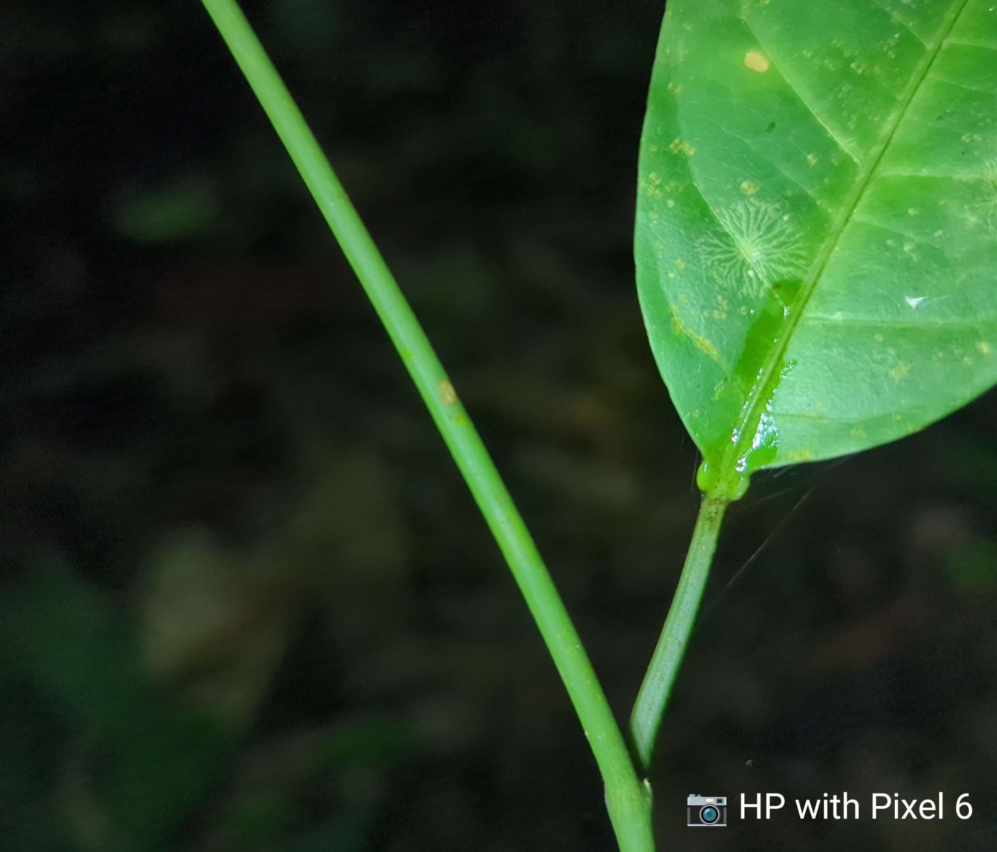 Imagem de Adenia macrophylla var. singaporeana (Wall. ex G. Don) de Wilde