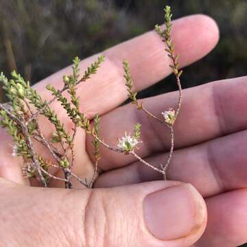 Image of Macrostylis cauliflora I. J. M. Williams