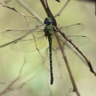 Image of Mangrove Darner