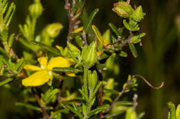 Hibbertia glebosa subsp. glebosa resmi