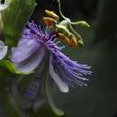 Image of Passiflora kikiana Cervi & Linsingen