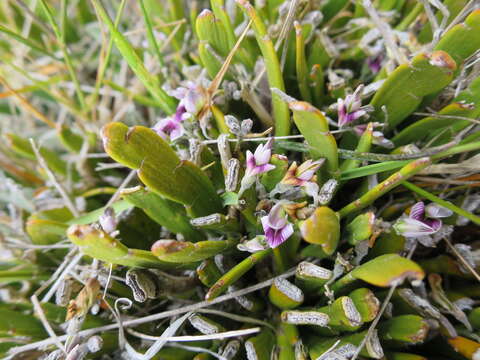 Image of Carmichaelia monroi Hook.