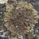 Image of neofuscelia lichen
