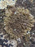 Image of neofuscelia lichen