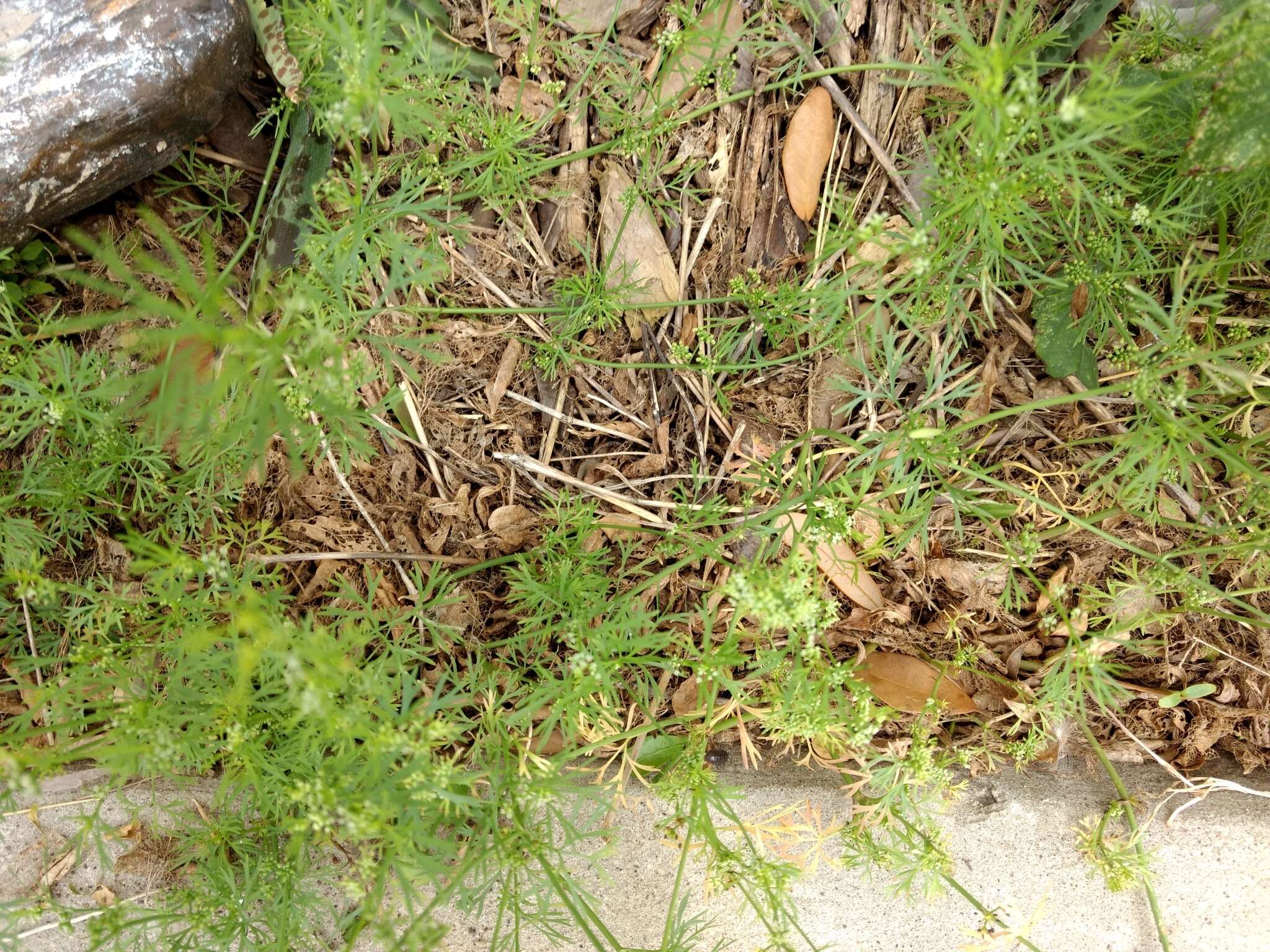 Image of Butler's sandparsley