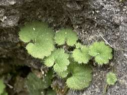 Sibthorpia africana L. resmi