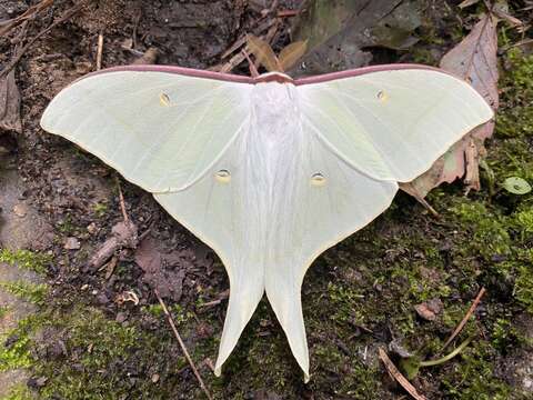 Image of Actias gnoma (Butler 1877)