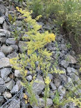 Image of Yellow Spring bedstraw