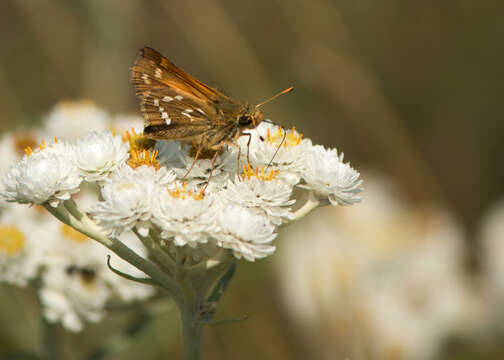 Image of Laurentian Skipper