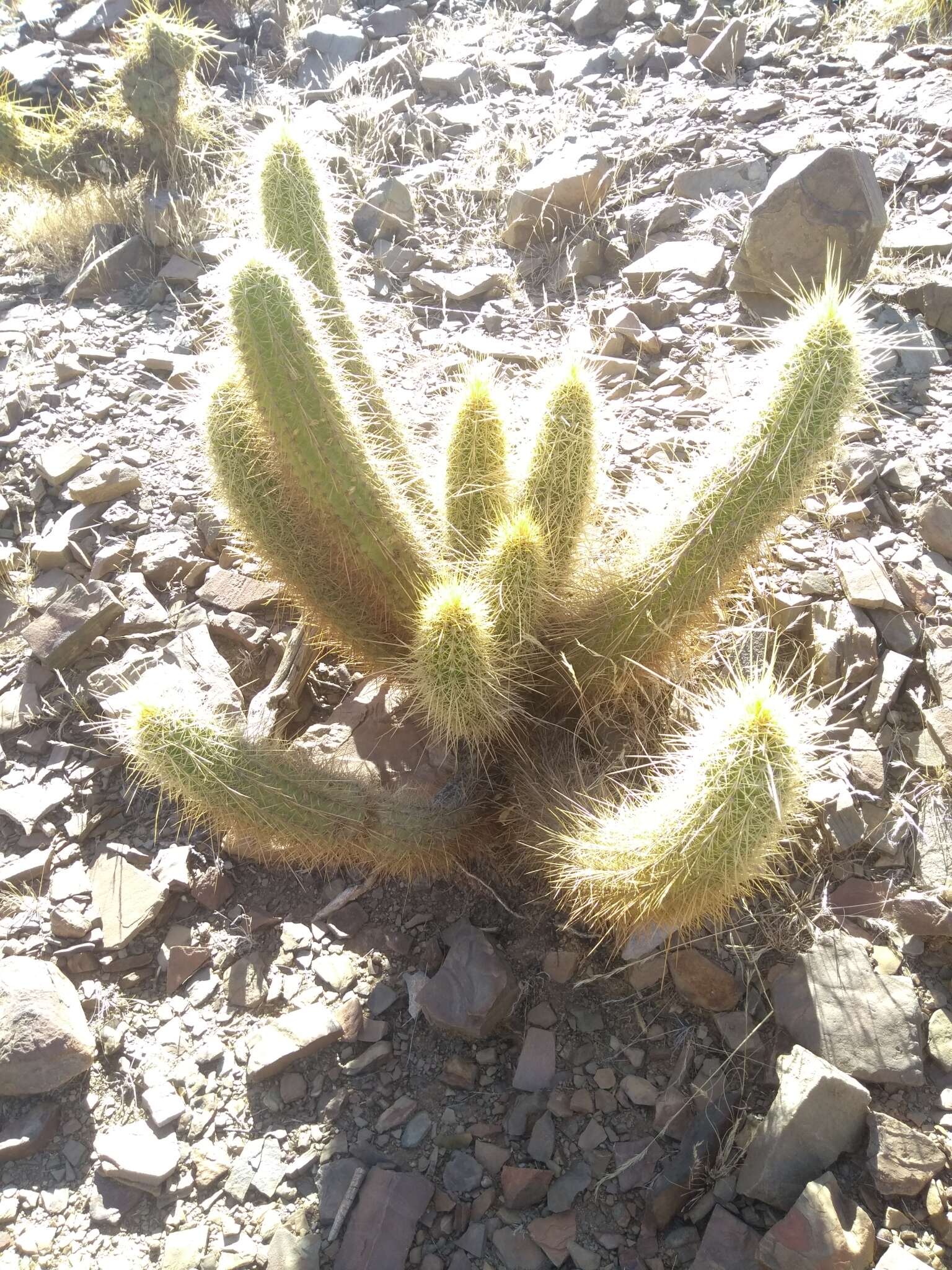 Echinopsis camarguensis (Cárdenas) H. Friedrich & G. D. Rowley的圖片