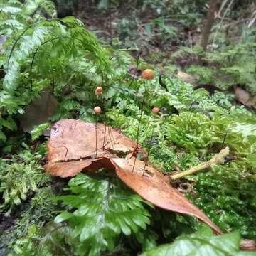 Imagem de Marasmius bulliardii Quél. 1878