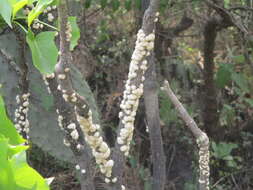 Image of Ceroplastes albolineatus