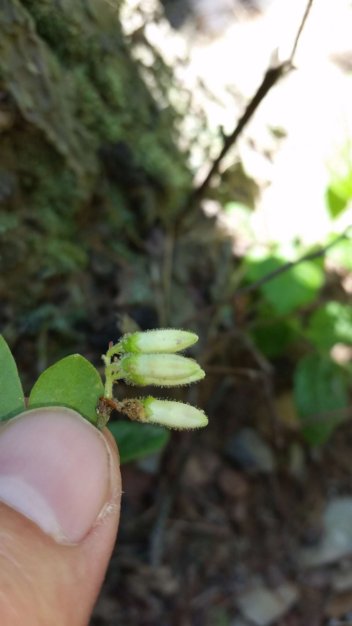 Sivun Vaccinium hirsutum Buckl. kuva