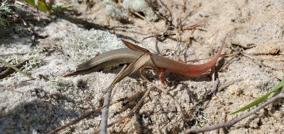 صورة Plestiodon egregius lividus Mount 1965