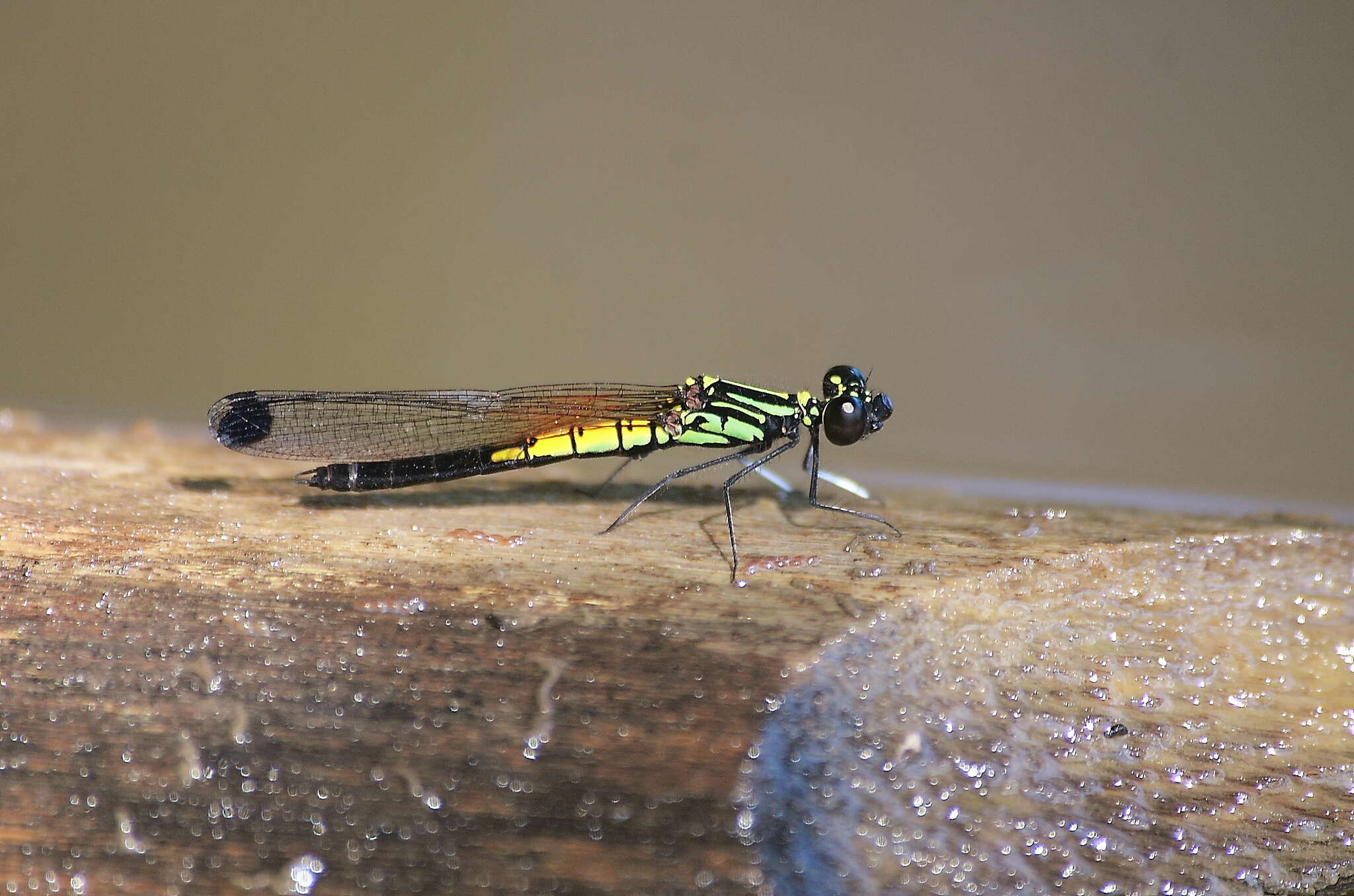 Image of Libellago lineata (Burmeister 1839)