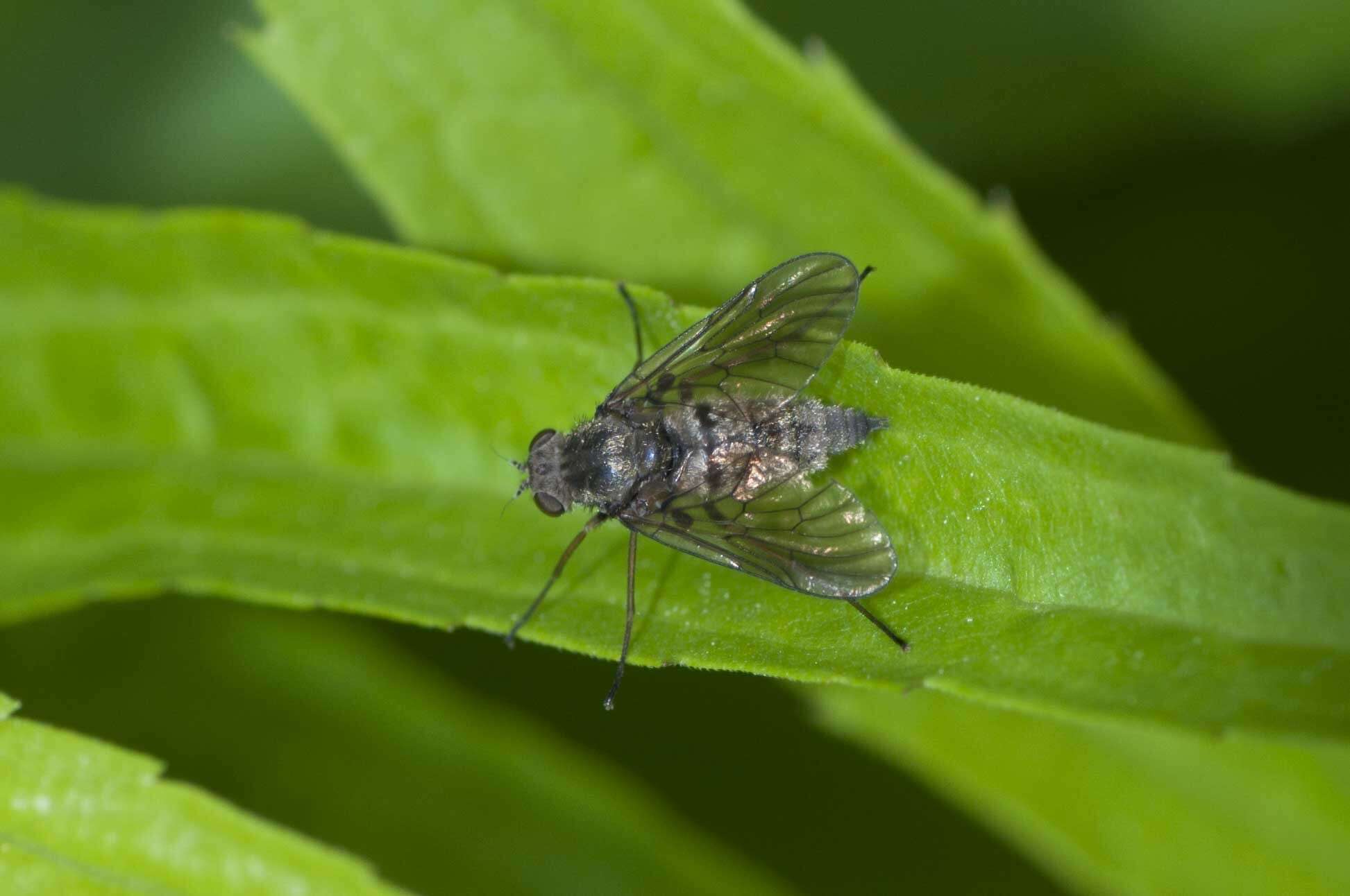 Image of Chrysopilus pilosus Leonard 1930