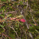Image of Passiflora gracilens (A. Gray) Harms