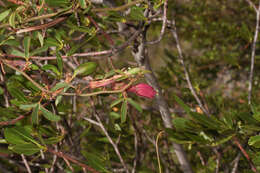 Plancia ëd Passiflora gracilens (A. Gray) Harms