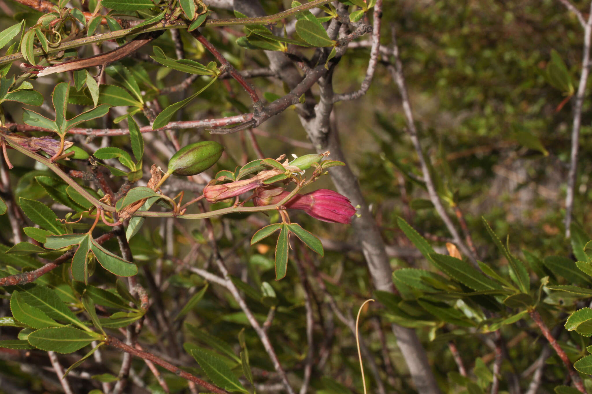 Image of Passiflora gracilens (A. Gray) Harms