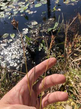 Juncus trigonocarpus Steud. resmi