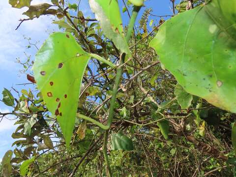 Image of Cissus fragilis E. Mey.