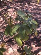 Imagem de Jatropha gossypiifolia var. gossypiifolia