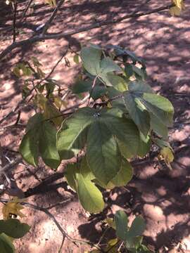 Image of Red physic nut