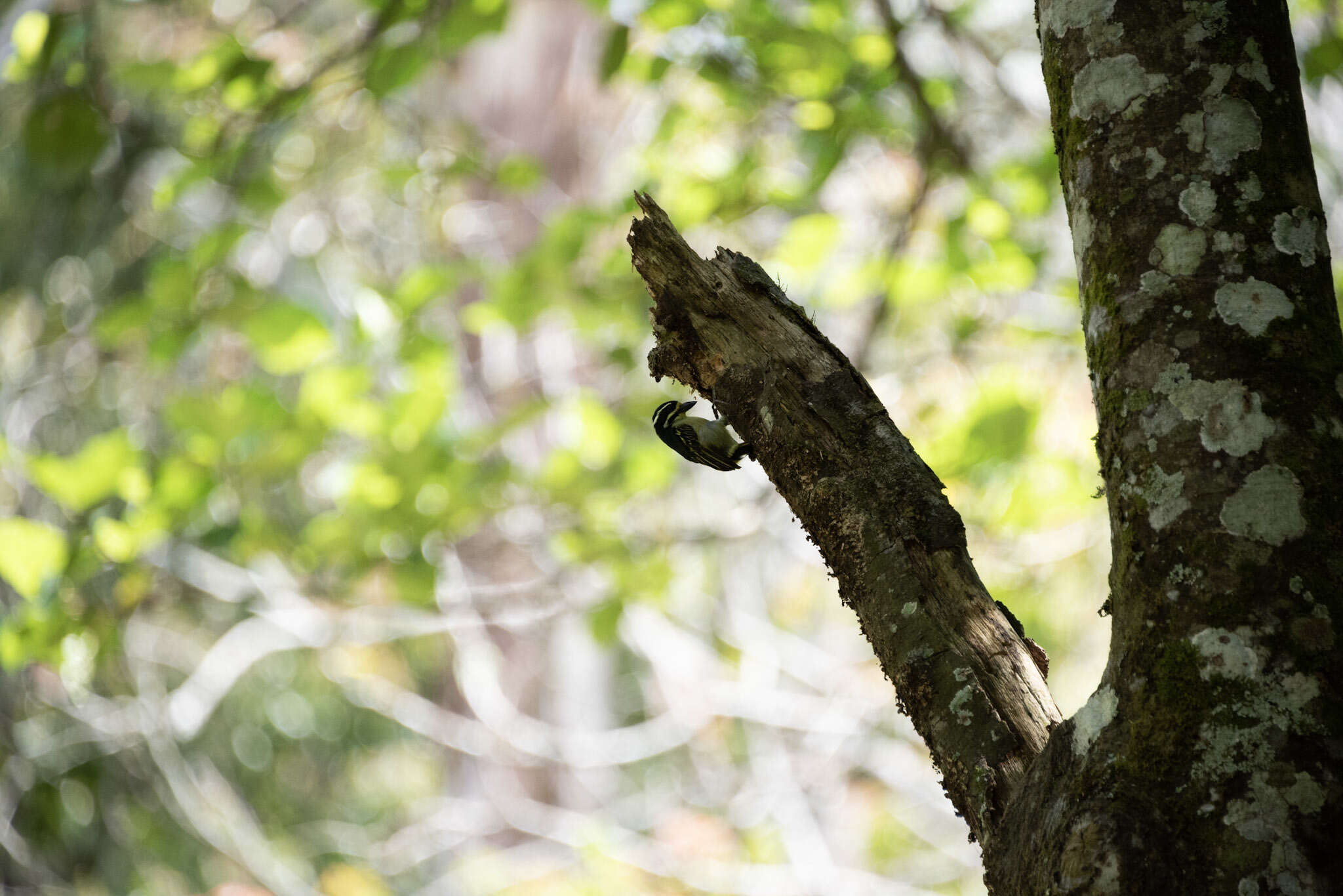 Image of Yellow-rumped Tinkerbird