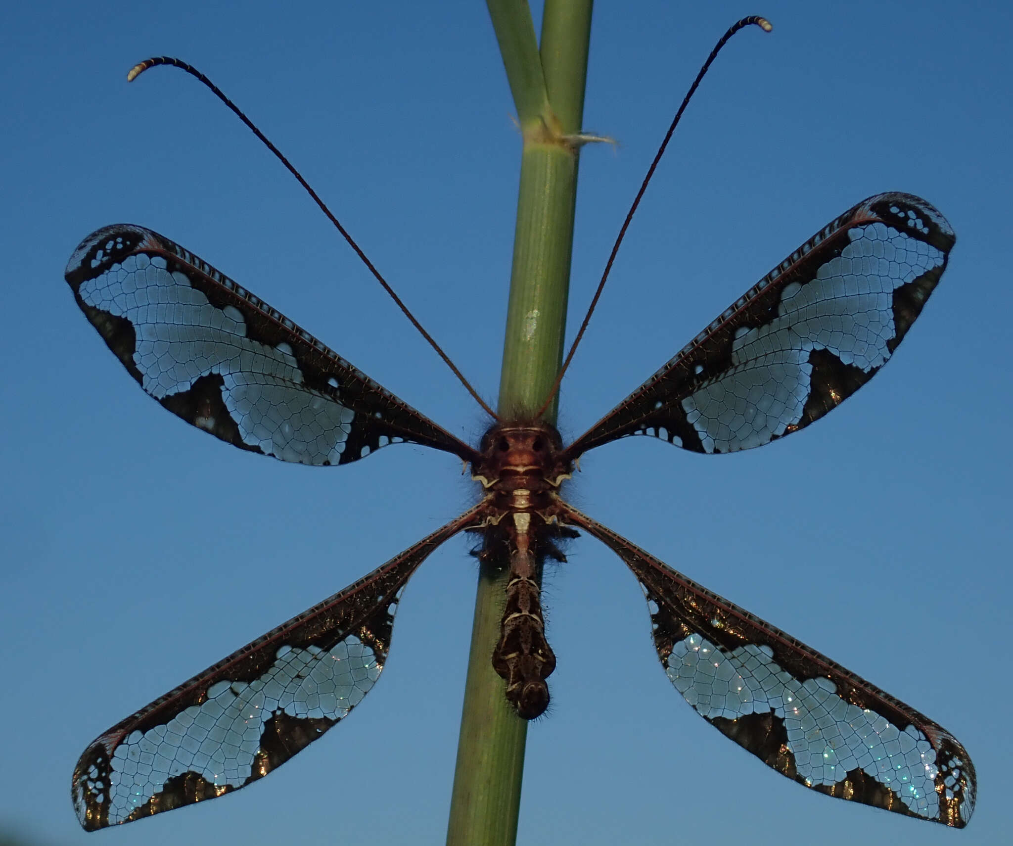 Image of Blotched Long-horned Owlfly