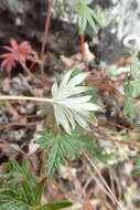 Image de Potentilla vulcanicola Juz.