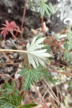 Слика од Potentilla vulcanicola Juz.