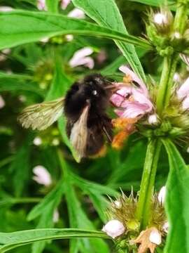 Image of Bombus flavescens Smith 1852