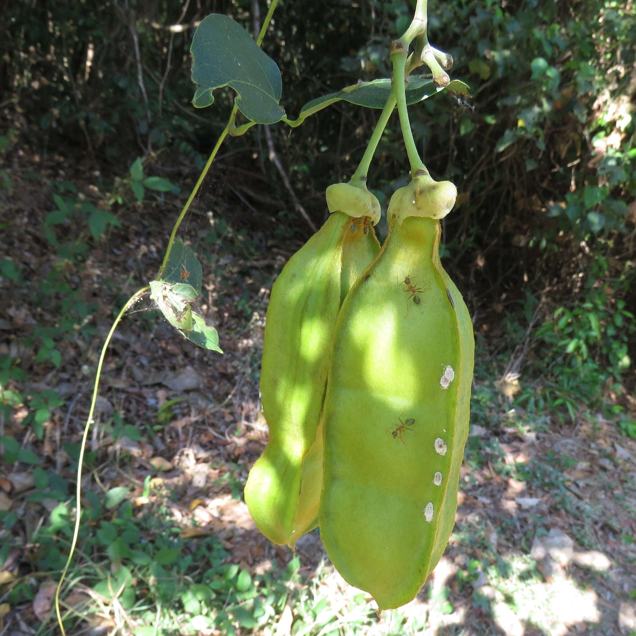 Mucuna gigantea (Willd.) DC. resmi