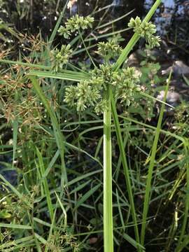 Слика од Cyperus virens Michx.