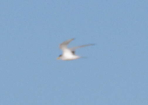Image of Interior Least Tern