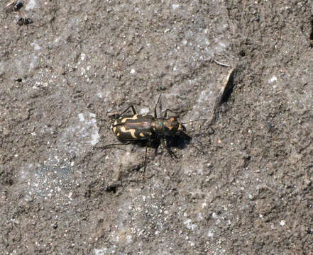 Image of Cicindela (Cicindelidia) senilis G. Horn 1867