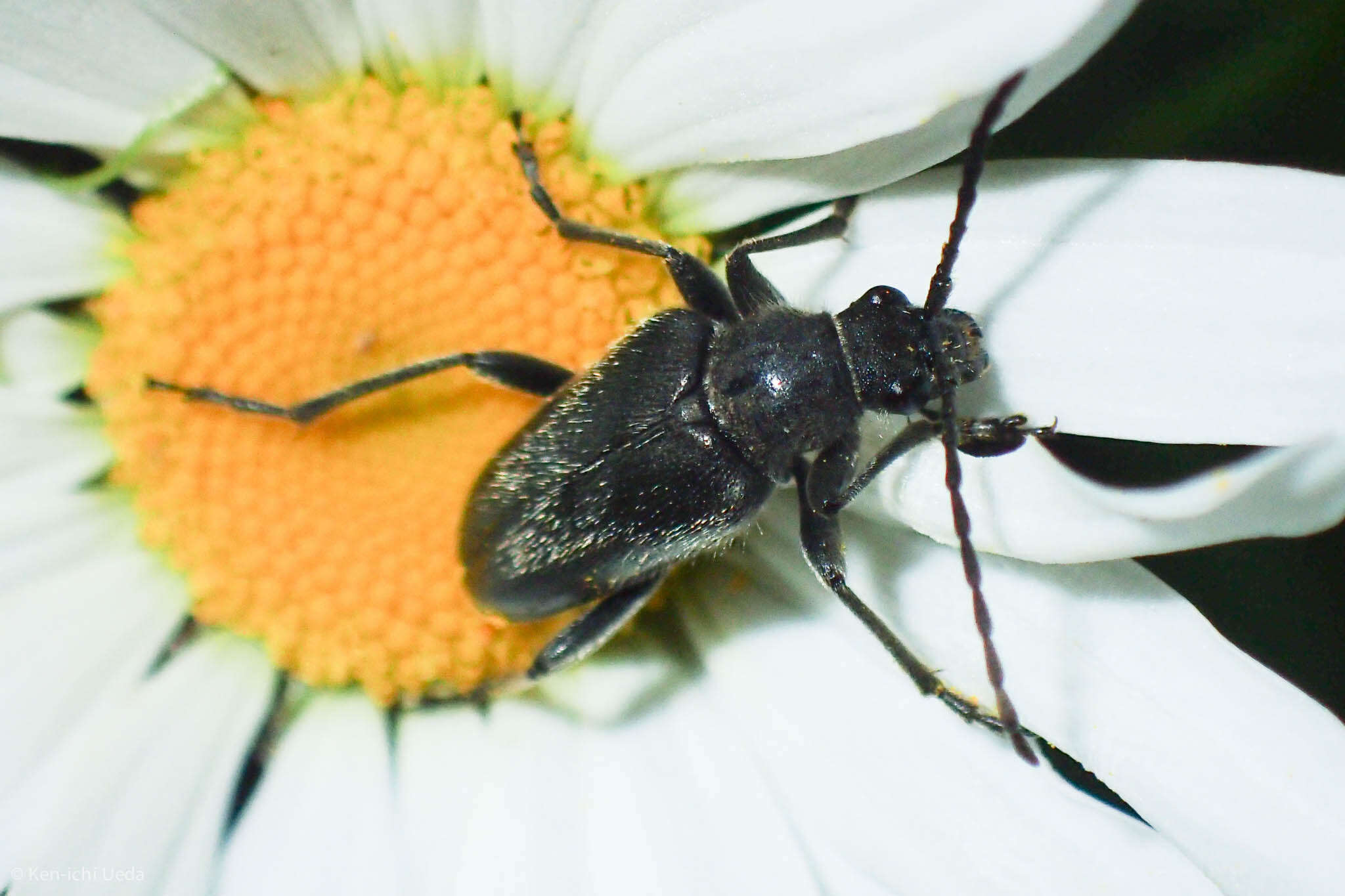 Sivun Brachysomida californica (Le Conte 1851) kuva